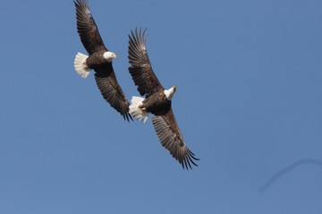 Two Bald Eagles in flight Utah 