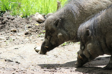 Fototapeta premium Worthogs looking for food
