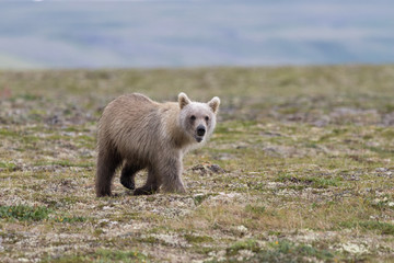 Grizzly cub