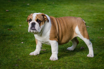 English white and brown female bulldog standing on the grass