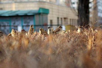 birds on bushes for text