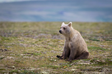 Grizzly cub