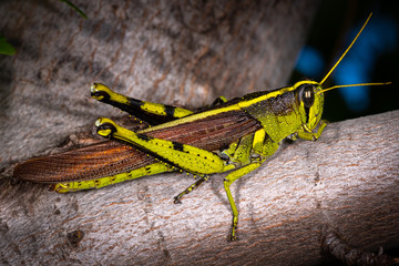 Bird Grasshopper