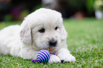 Portrait of a golden retriever two months puppy with a color toy on the grass
