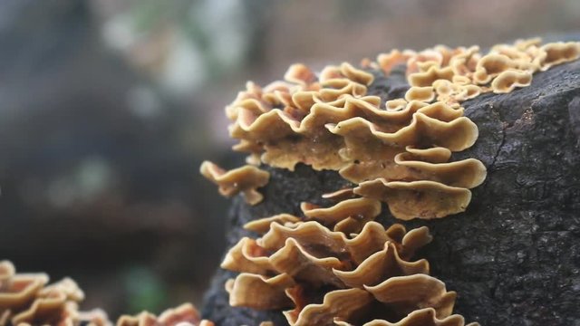 Forest ecology. Yellow timber fungus-tinder dotting tree trunk in a dry subtropical forest on the Black sea, cohabitation or parasitic fungi, epiphyte