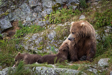 Obraz na płótnie Canvas Grizzly and cubs