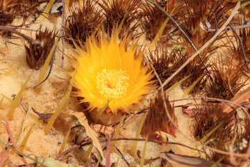  in a tropical park of cactus flowers