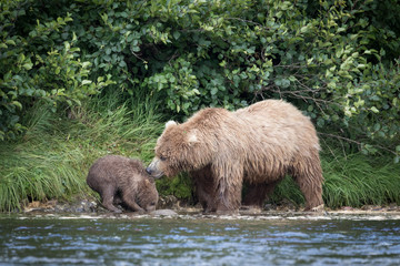 Obraz na płótnie Canvas Grizzly and cub