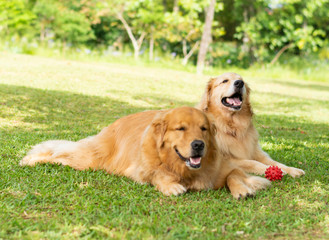 cachorros satisfeitos descansando na sombra ap&oacute;s brincarem com a bolinha vermelha