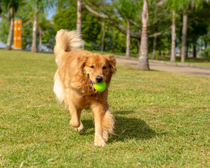 Fototapeta premium cachorro correndo no parque com uma bolinha amarela na boca num dia ensolarado