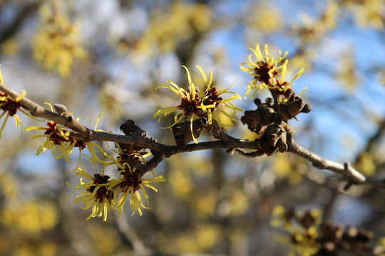 Hamamelis mollis - Weichhaarige Zaubernuss