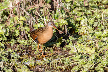 The Virginia Rail
