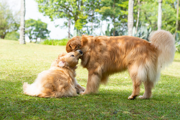 cachorros brincando de morder no parque