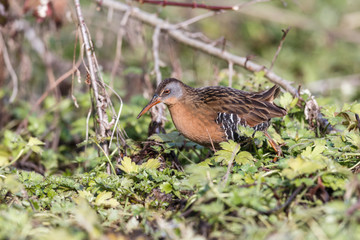 The Virginia Rail