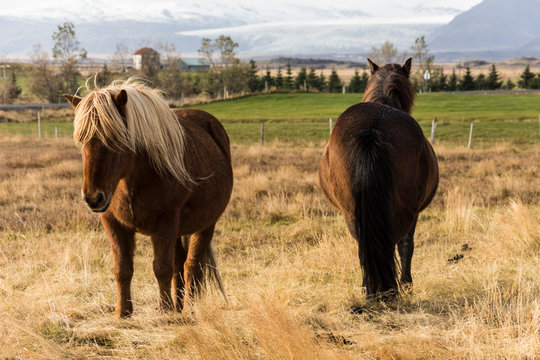 Caballos ponis en la pradera