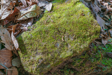 苔に覆われた石