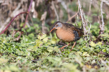 The Virginia Rail