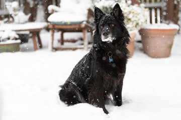 Naklejka premium Black Dog In the Snow