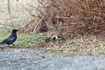 A Merlin caught a European Starling