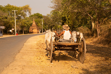 Obraz premium Hombre montado en carro con bueyes.
