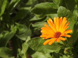Yellow flowers close up