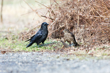 A Merlin caught a European Starling