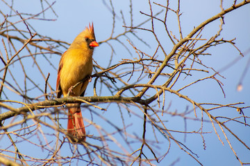 cardinal on a branch