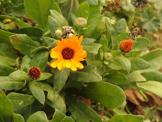 Yellow flowers close up