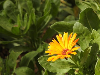 Yellow flowers close up