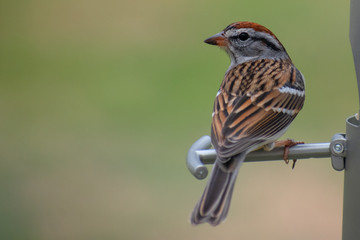 bird on a feeder