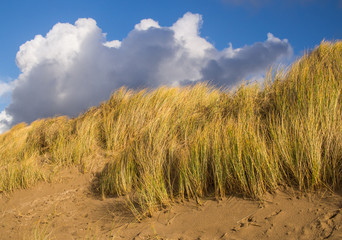 Sand Dune grass swaying in the wind on Instow beach