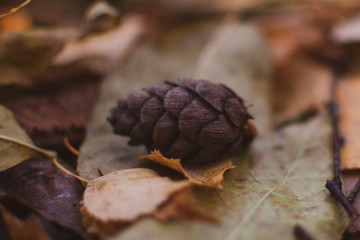 Pine cone on a leaves
