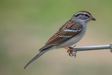 sparrow on a feeder