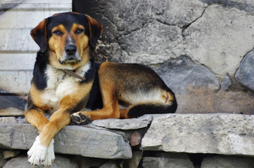 A shepherd dog sitting on a stone base looking to the camera