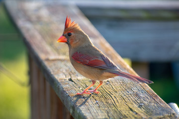 cardinal on deck