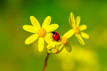 Beautiful ladybug on leaf defocused background
