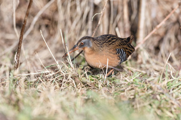 The Virginia Rail