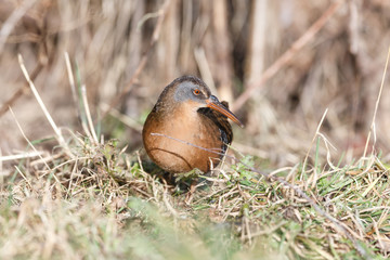 The Virginia Rail