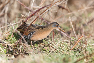 The Virginia Rail