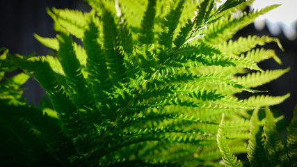 fern background