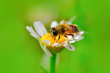 Beautiful  Bee macro in green nature - Stock Image
