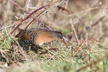 The Virginia Rail