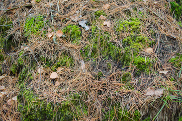 moss and pine needles in autumn