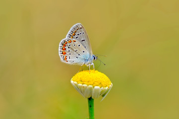 Closeup   beautiful butterfly sitting on flower