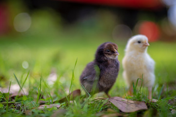 chicks