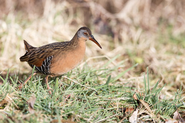 The Virginia Rail