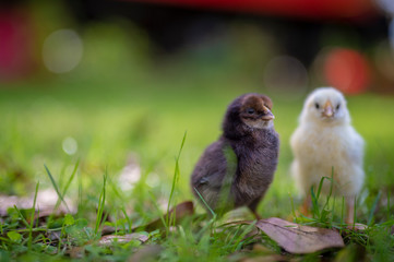 chicks