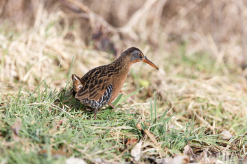 The Virginia Rail