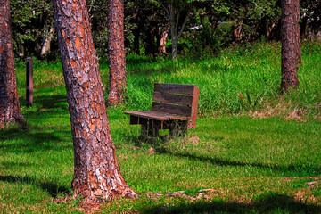 park wooden bench