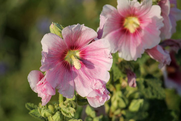 Pink flower of common hollyhock (Alcea rosea) in garden